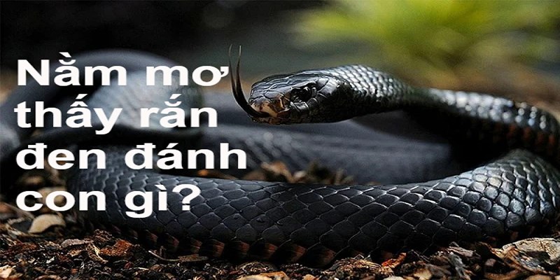 Ngủ Mơ Thấy Rắn Đen Đánh Số Gì